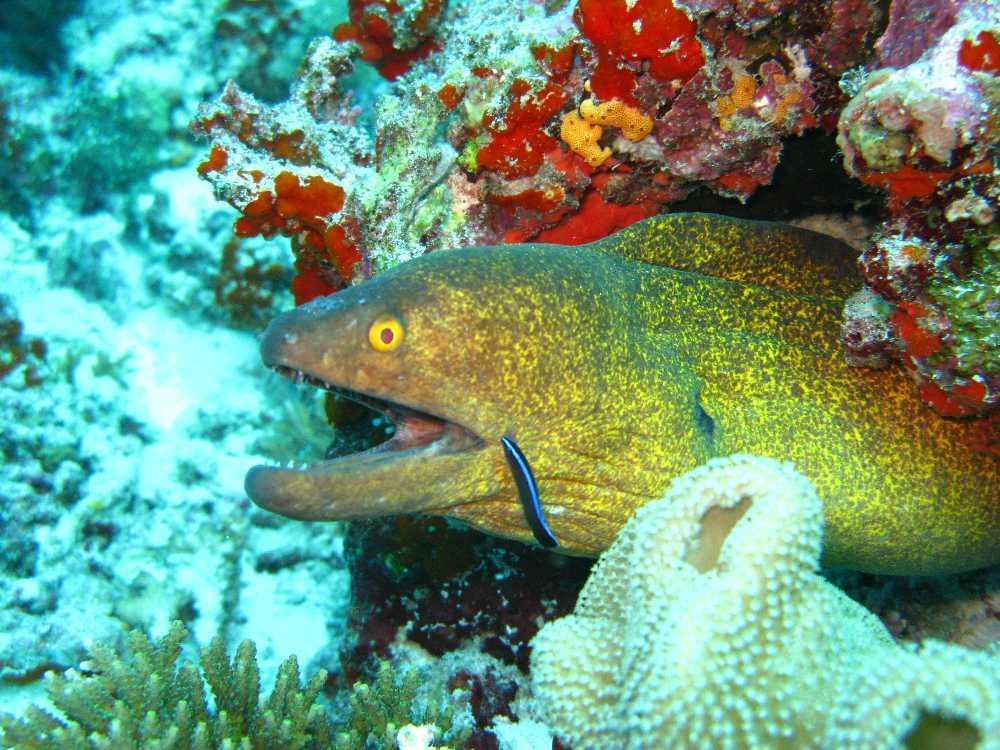 Elite Beach Inn Hulhumale Luaran gambar